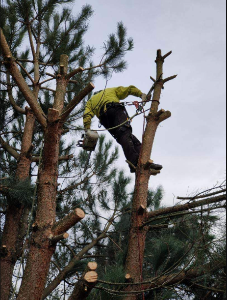 Élagage, Essarts-en-Bocage