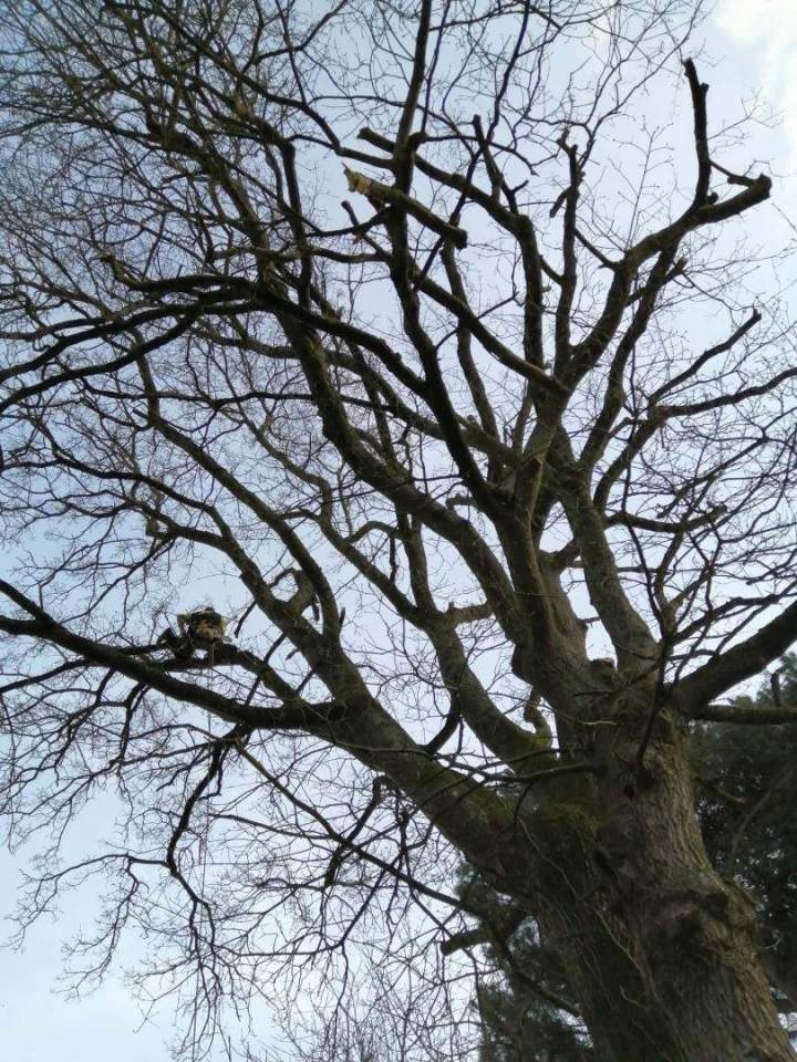 Élagage complet Cholet