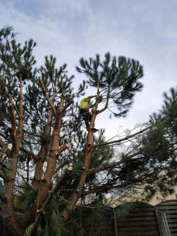 Élagage d’arbres Cholet