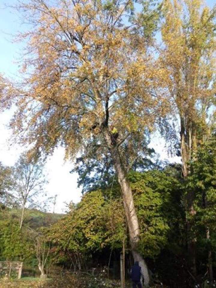 Élagage d’arbres Cholet