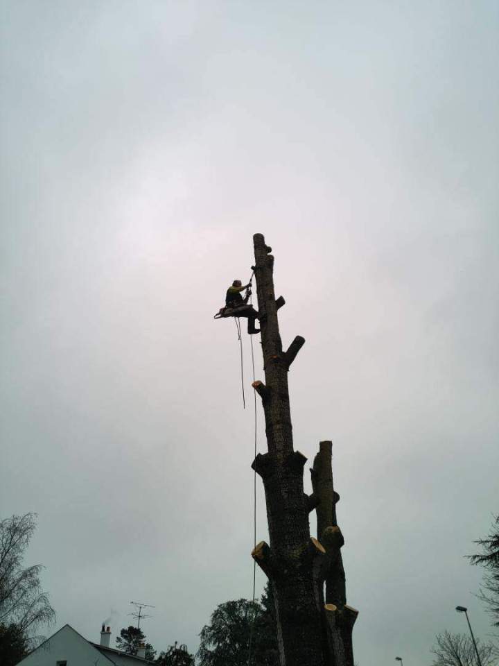 Élagage d’arbres Cholet