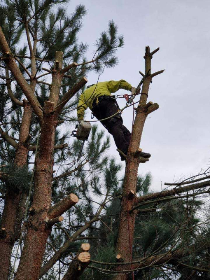 Expertise en taille et soin des arbres