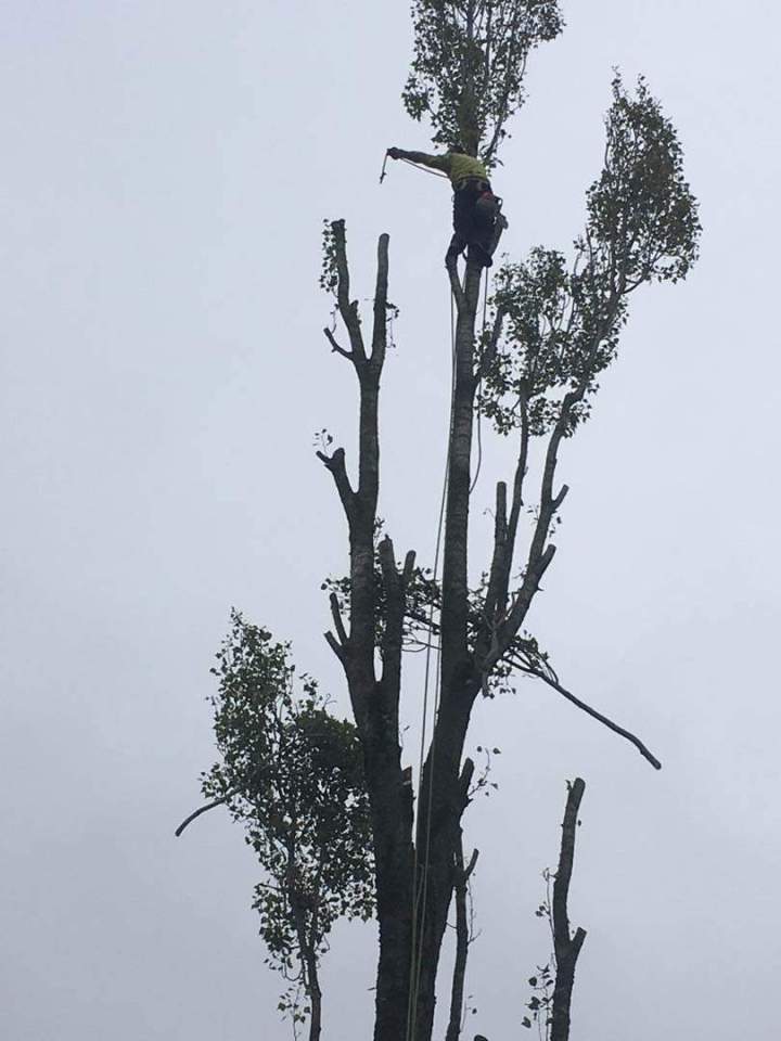 Élagage et abattage Cholet