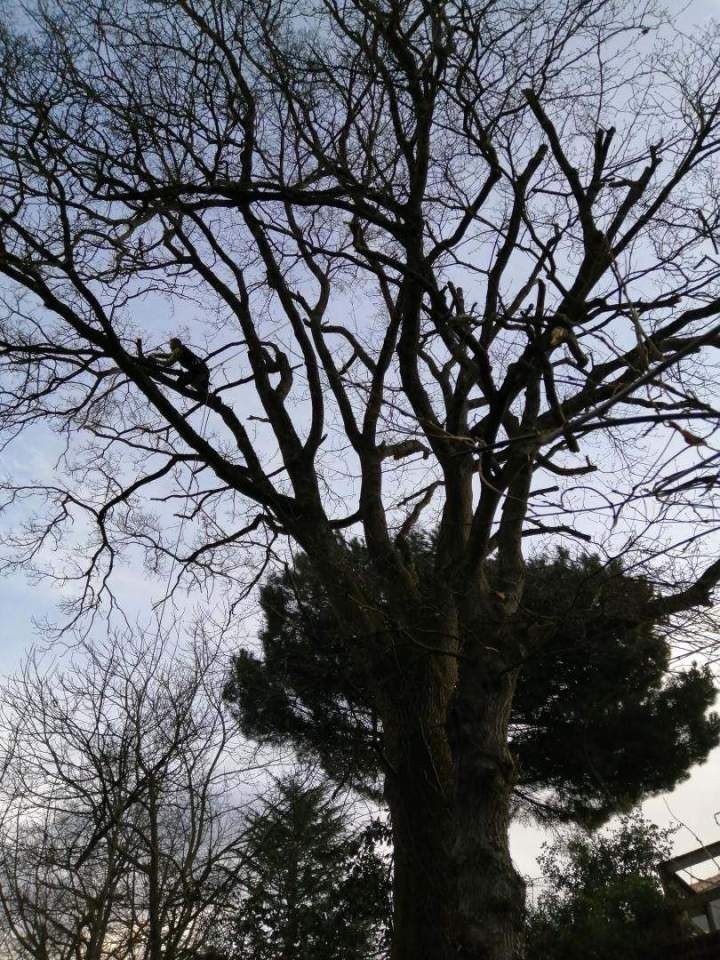 Élagage et abattage Cholet