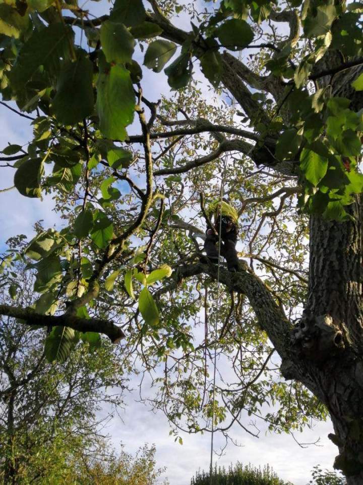 Élagage et débroussaillage Cholet