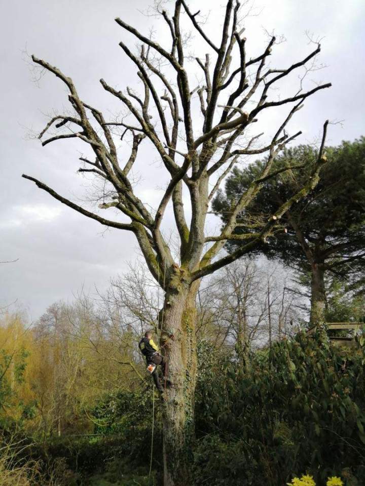 Élagage et soins des arbres Cholet