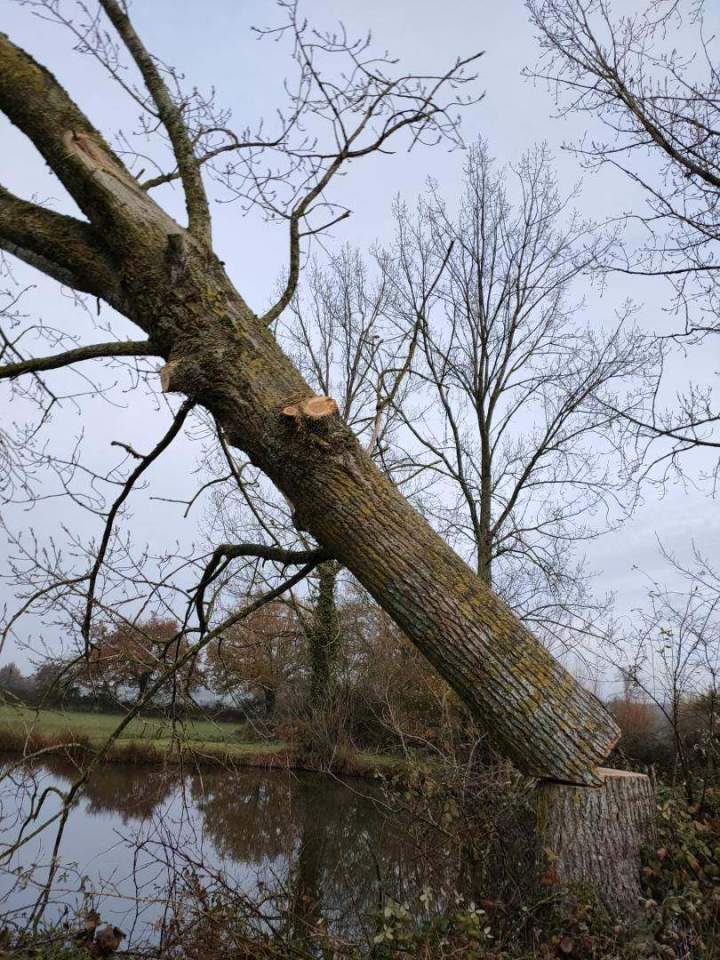 Élagage professionnel Cholet