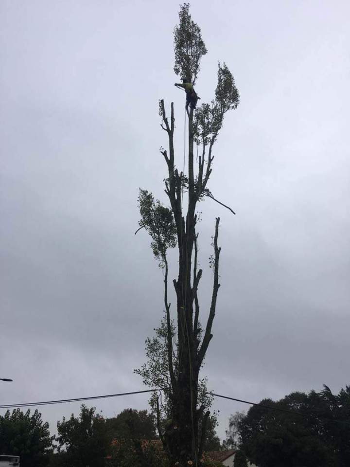 Élagage professionnel Cholet