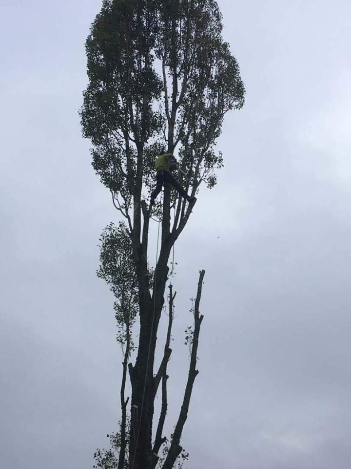 Élagage sécurisé Cholet