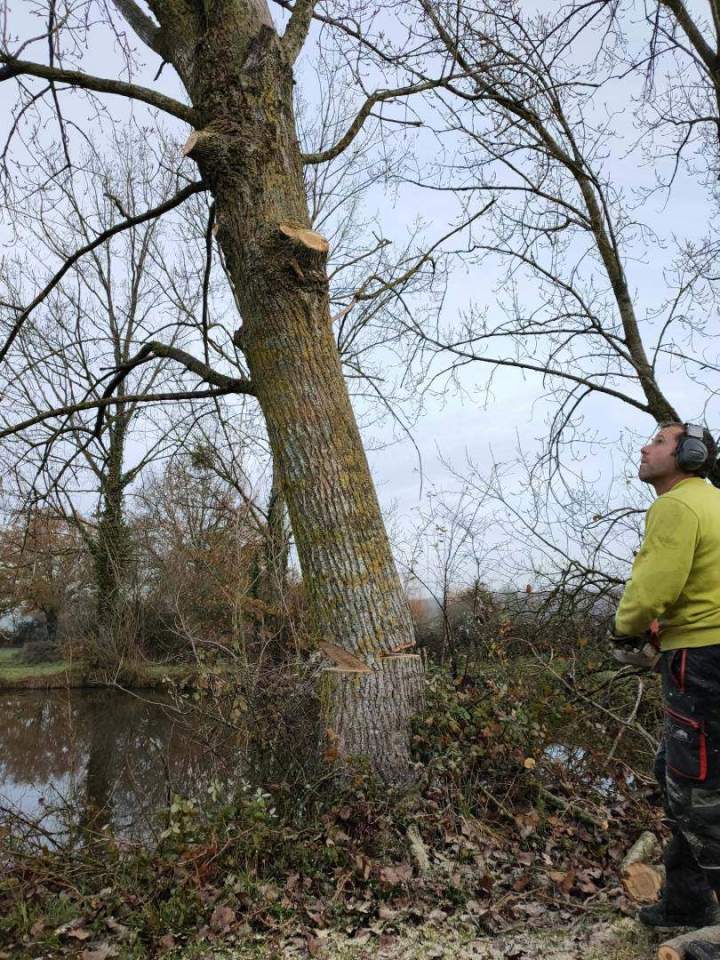 Élagage sécurisé Cholet