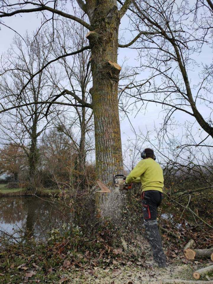 Élagage et abattage d'arbre Cholet