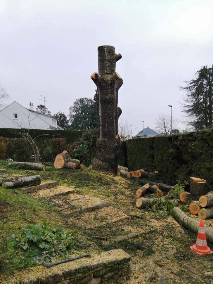 Élagage spécialisé Cholet