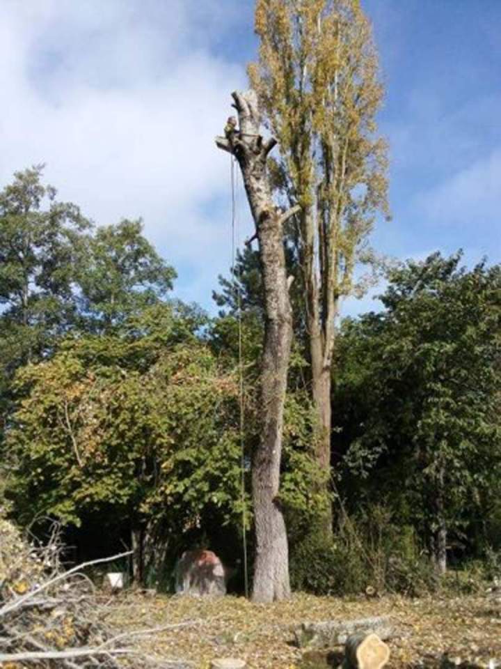Élagage toutes hauteurs Cholet